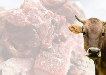 Kurban dan Pesan Kemanusiaan yang Tak Terbantahkan