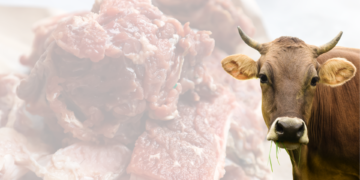 Kurban dan Pesan Kemanusiaan yang Tak Terbantahkan